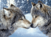 Kissing Wolves