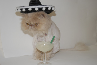 Cat With Sambrero and Drink