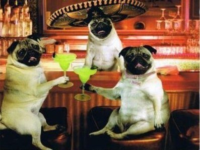 Cinco De Mayo Dogs With Sambreros Drinking Cocktails In The Bar