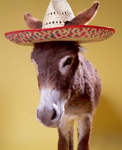 Happy Cinco De Mayo Donkey With Sambrero