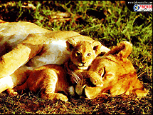 Happy Mother's Day, Lion Family 