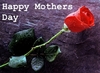 Happy Mothers Day Red Rose