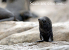 seals are emo too 