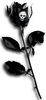black rose, skull
