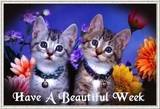 Have a Beautiful Week, kitties