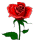 rose for mom