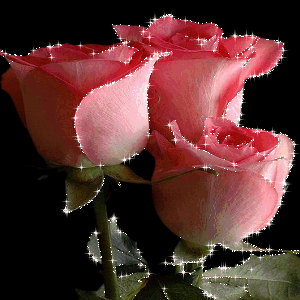 Glittering roses