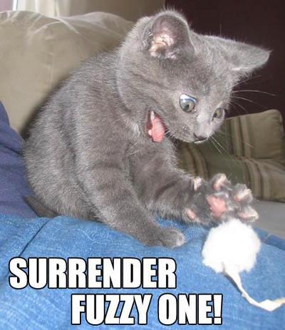 surrender-fuzzy-one