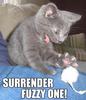 surrender-fuzzy-one