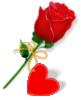 red rose love