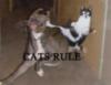 cats rule