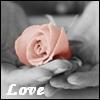 love icon with pink rose