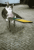 Cat See-saw