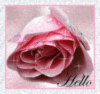 Hello rose