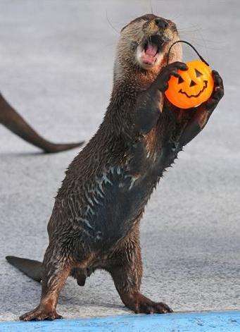 Halloween Otter