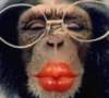 kiss monkey