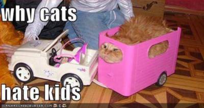 why cats hate kids