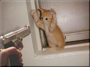 Don't Shoot - Kitten