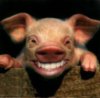 Funny-Pig-Smiling