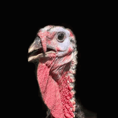 Turkey Day Happy Thanksgiving