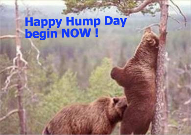 hump day, funny bears