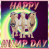 Hump day animation
