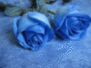 beautiful weekend, blue roses 