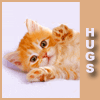 hugs, small kitty 