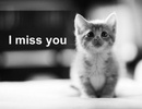 I miss you, kitty 