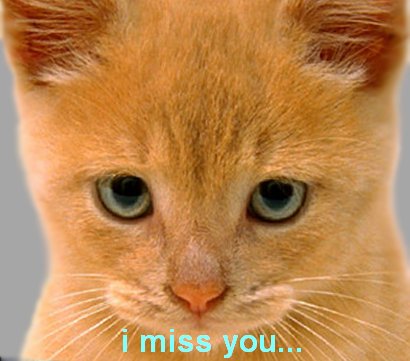 I miss you, cat