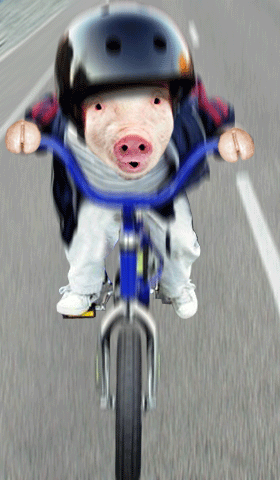 funny pig