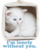 Lonely-Kitten