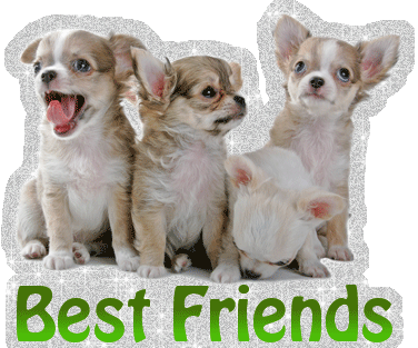 Best-Friends-Dogs