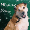 missing_you_dog