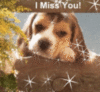 puppy_miss_you
