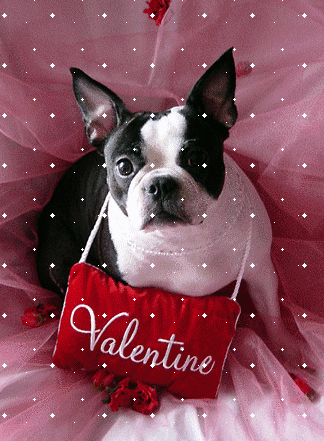 Boston-Terrier-Valentine