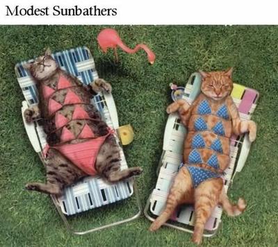 Modest Sunbathers - Cats