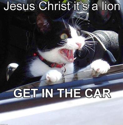 It's A Lion Get In The Car