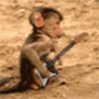 Monkey Playing Guitar
