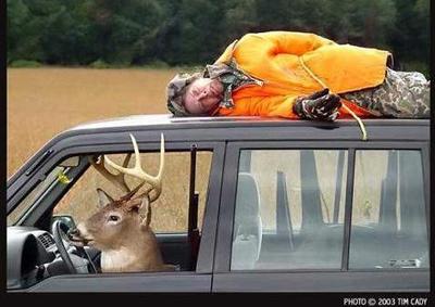 Deer Driving