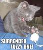 Surrender Fuzzy One - Cat & Mouse