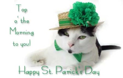 Kitten St Patrick's Day