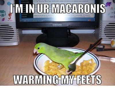 Macaronis Warming My Feets