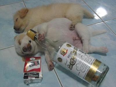 Drunk Puppies