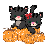 Kitties in a pumpkin