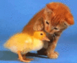  The cat and the duck