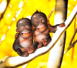 funny monkeys