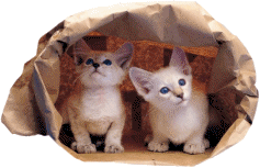 Cats in a bag