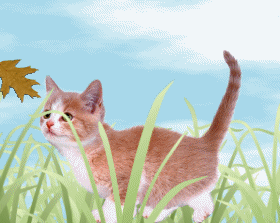 Kitten Walking Through Grass
