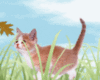 Kitten Walking Through Grass